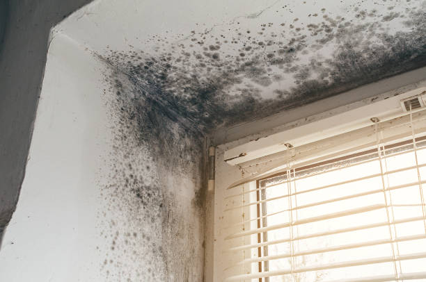 Affordable Black Mold Remediation solutions in Mount Savage, MD